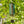 Zaphir Crystalide Spring Chime green