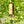 Zahpir Sunray Summer Season yellow 